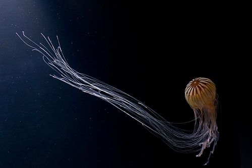 Jellyfish in the dark