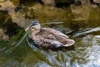 Wildente schwimmt im klaren Wasser