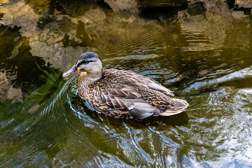 Wild duck swimming in clear water by Franklin Driessen