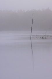 Dwingelderveld - Drenthe (Pays-Bas)