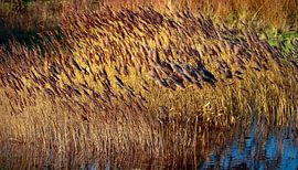 Dunes of Raversijde by Faucon Alexis