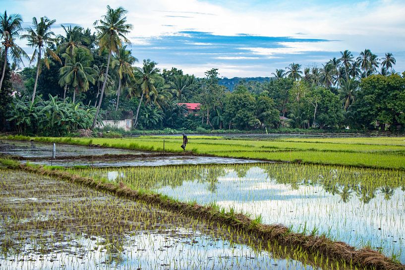 Werkende man in de rijstvelden van de Filipijnen van Dick Hooijschuur