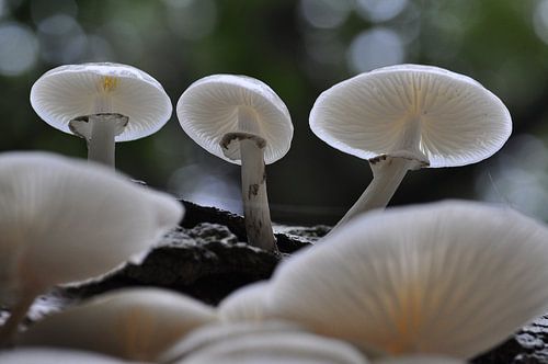 Porceleinzwam von Martin Keve