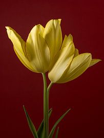 Together we are one: Two yellow tulips by Marjolijn van den Berg