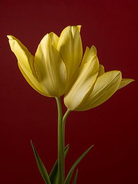Samen zijn we één: Twee gele tulpen van Marjolijn van den Berg