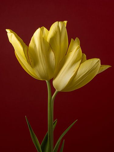 Samen zijn we één: Twee gele tulpen