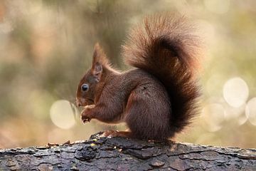 Squirrel with backlight and bokeh. by Janny Beimers