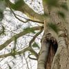 Roestende bosuil in de boom van Moetwil en van Dijk - Fotografie