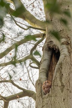 Roestende bosuil in de boom van Moetwil en van Dijk - Fotografie