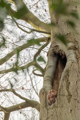 Roestende bosuil in de boom