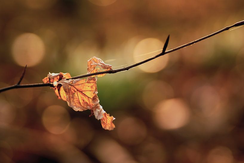 Gefallene Herbstblätter gegen die schönen Herbstfarben im Hintergrund. von Birgitte Bergman