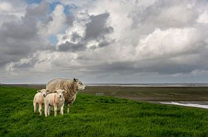 Schapen op de dijk aan de Waddenzee in Groningen van Bo Scheeringa Photography