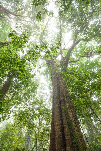 Een reuzenficus op Mount Sorrow in het Daintree National Park, Queensland, Australië.