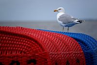 Seagull on red and blue beach chair on the German Wadden
