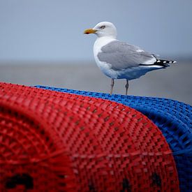 Moewe auf blauen und roten Strandkörbe am Wattenmeer! von Alice Berkien-van Mil