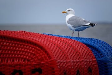 Seagull on red and blue beach chair on the German Wadden by Alice Berkien-van Mil