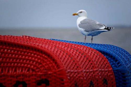 Zeemeeuw op rode en blauwe strandstoel op de Duitse Wadden