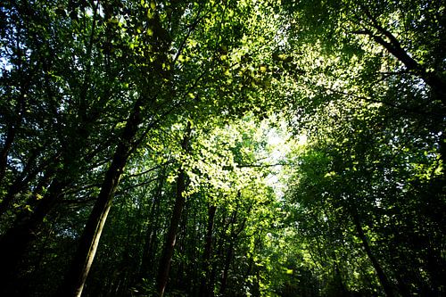 De vele bladeren van bomen in het bladerdak in Emsland, Nedersaksen, Duitsland