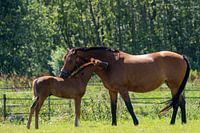 Mare with foal in the meadow