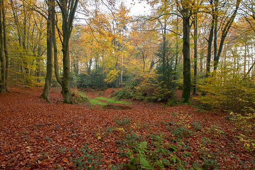 Herfst in het bos