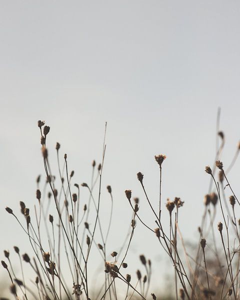 Branches d'automne et d'hiver par Petrina Derksen