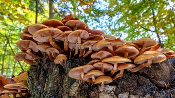 Champignon panorama van Uwe Ulrich Grün