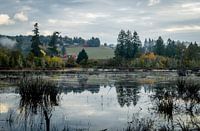 Mistige ochtend in Oregon