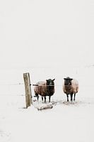 Nieuwsgierige schapen in de winter | outdoor photography