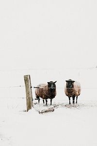 Nieuwsgierige schapen in de winter | outdoor photography van Holly Klein Oonk