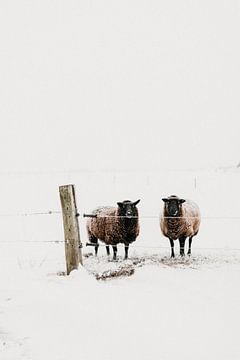 Moutons curieux en hiver | photographie en plein air sur Holly Klein Oonk