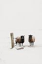 Curious sheep in the winter | outdoor photography by Holly Klein Oonk thumbnail