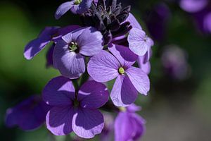 Gruppe violetten