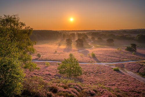 Sunrise at Brunssummerheide / Heather landscape