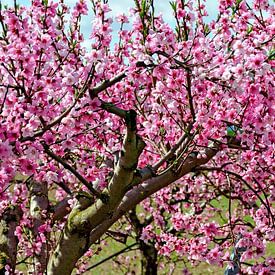 Peach trees in bloom by Leopold Brix