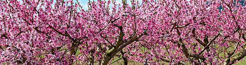Peach trees in bloom