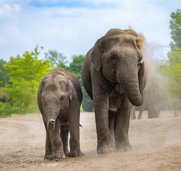 Moeder en dochter olifant die samen een vrolijk beeld geven van Wouter Triki Photography