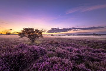 Ein lila Morgen im Moor von Andy Luberti