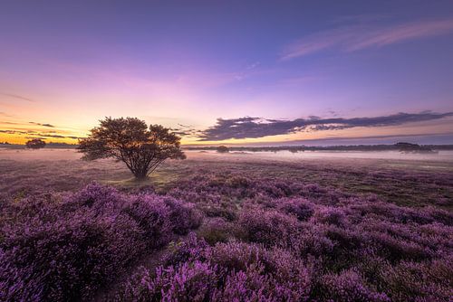 Un matin violet sur la lande