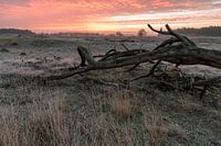 Dutch prairie