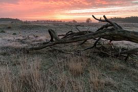 Dutch prairie by Edwin Werkhoven