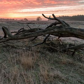 Dutch prairie by Edwin Werkhoven