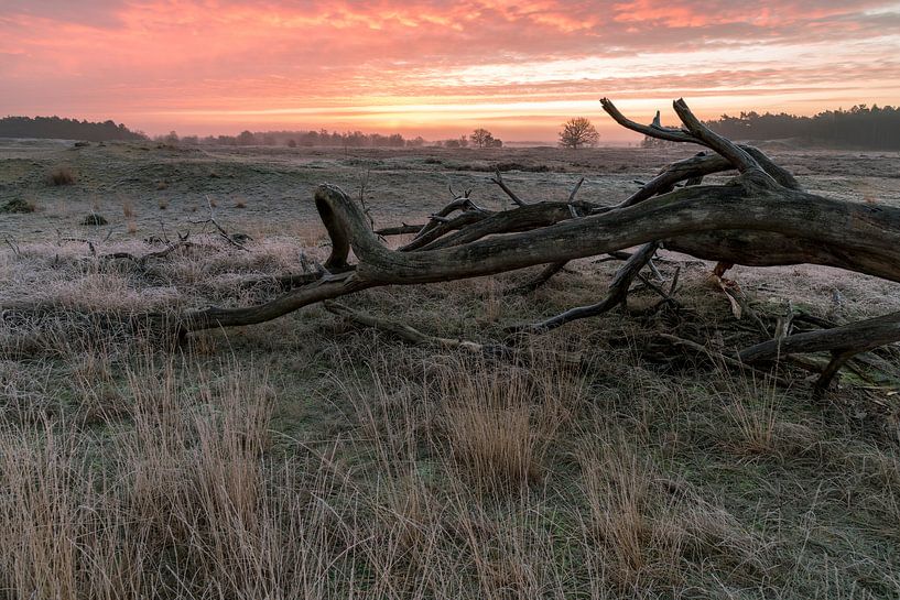 Hollandse prairie van Edwin Werkhoven