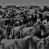 Wildebeest by Gert-Jan Siesling