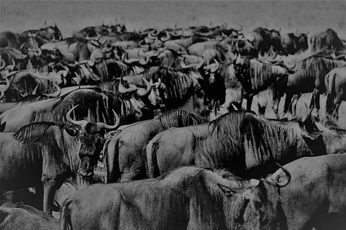 Gnous sur Gert-Jan Siesling