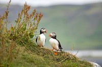 Puffin couple at their nest