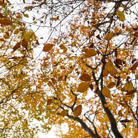 Feuilles d'automne sur Annemarie Goudswaard