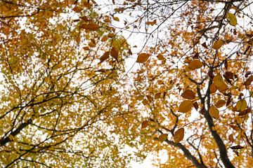 Autumn leaves by Annemarie Goudswaard