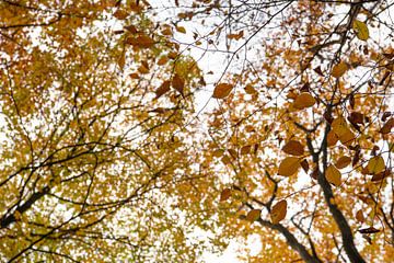 Herbstblätter von Annemarie Goudswaard