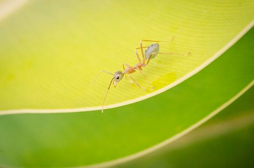Weaver ant on a leaf in Australia