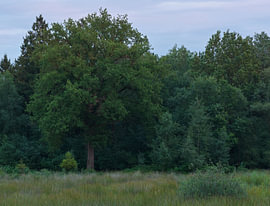 The Strubben-Kniphorstbosch – Drenthe (Netherlands) by Marcel Kerdijk